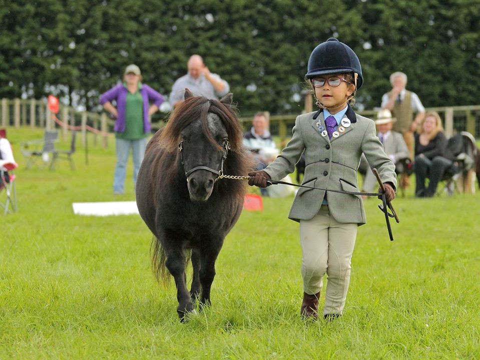 Shetland Pony